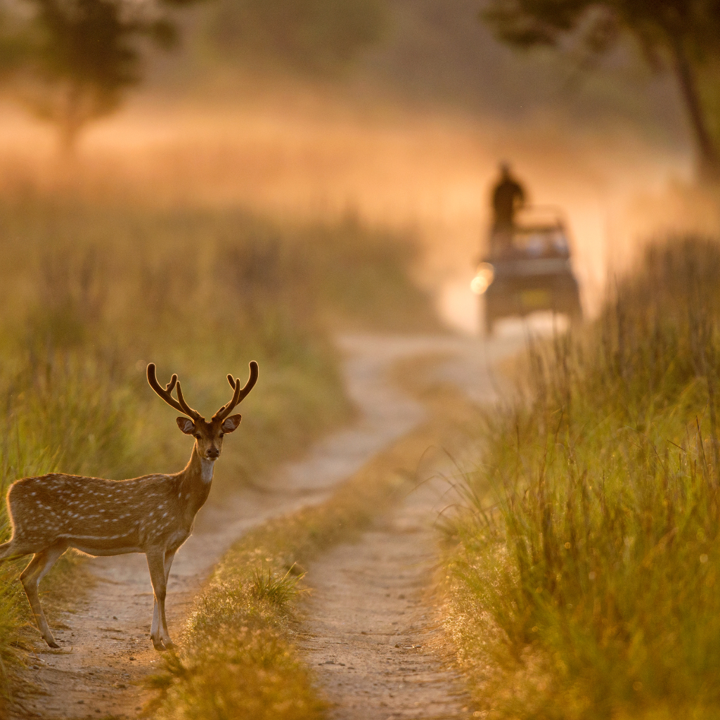Jim Corbett jungle safari